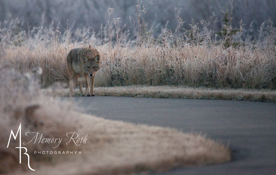 Memory Roth (@memoryroth) on Twitter photo I have to tell you, I love coyotes. I met this guy last week on a walk, we had a bit of a staring contest, he gave up, but it was pretty cool to see him for a few minutes. #coyote #wildlife #urbanwildlife #photography #stalbert <a href="/CityofStAlbert/">City of St Albert</a> I have to tell you, I love coyotes. I met this guy last week on a walk, we had a bit of a staring contest, he gave up, but it was pretty cool to see him for a few minutes. #coyote #wildlife #urbanwildlife #photography #stalbert <a href="/CityofStAlbert/">City of St Albert</a>