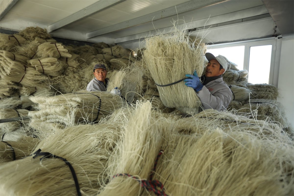 ChinaEmbEsp's tweet image. 📸Campo de procesamiento de #fideos finos en la aldea de Gaojiagou, #Shandong. 🍜 #BellezaChina