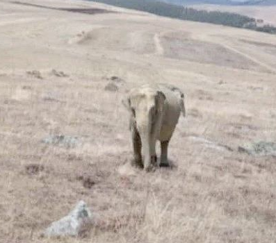 yirmiucderece's tweet photo. Ardahan'da fil alarmı!

Ardahan'da bir çobanın, hayvanlarını otlatırken karşısına fil çıktığını söyleyip çektiği fotoğrafı sosyal medyada paylaşması üzerine, jandarma ekipleri bölgede fil aramaya başladı.

Havanın kararması nedeniyle fili arama çalışmaları el feneri ve flaşörlerle sürdürülüyor.