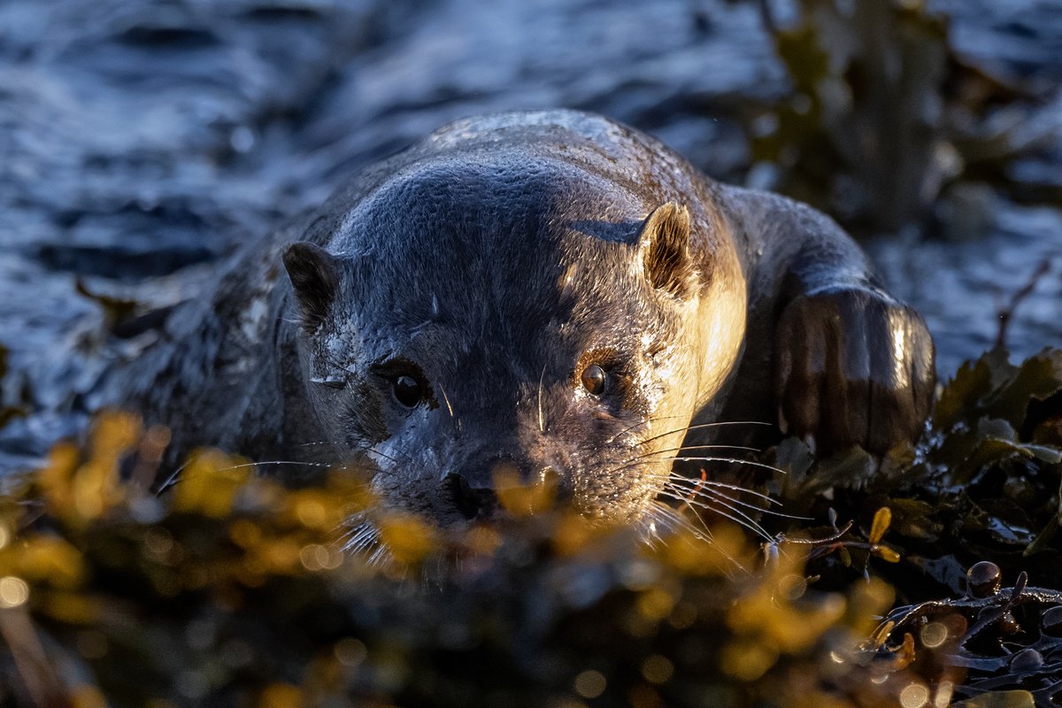 Otter in Shetland, coming ashore in glorious light just as the sun was setting.