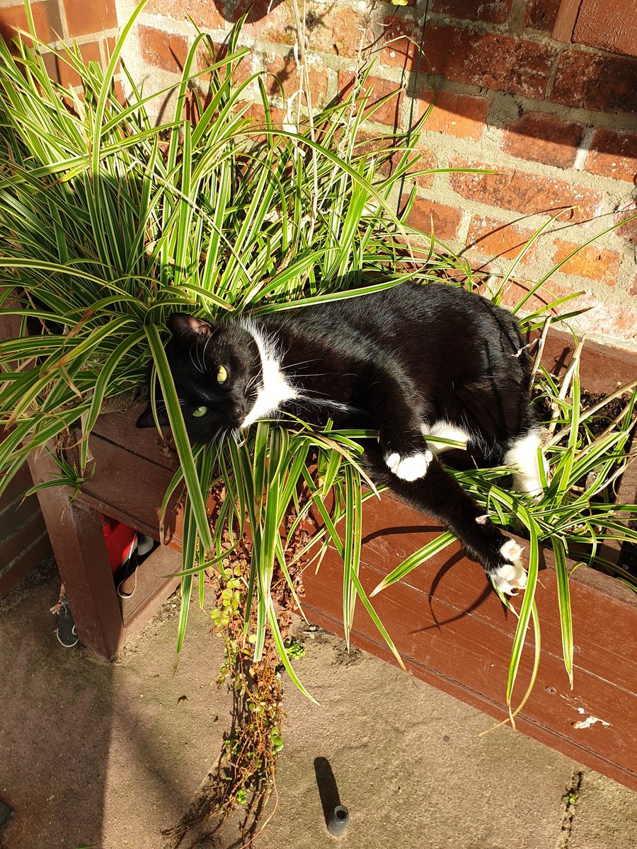 🙋🏼‍♀️

Unser grosser Stinker Smoky  hat es nicht geschafft 💔🖤🌈

Ich danke euch allen sehr für eure gedrückten Daumen und Pfoten 💐