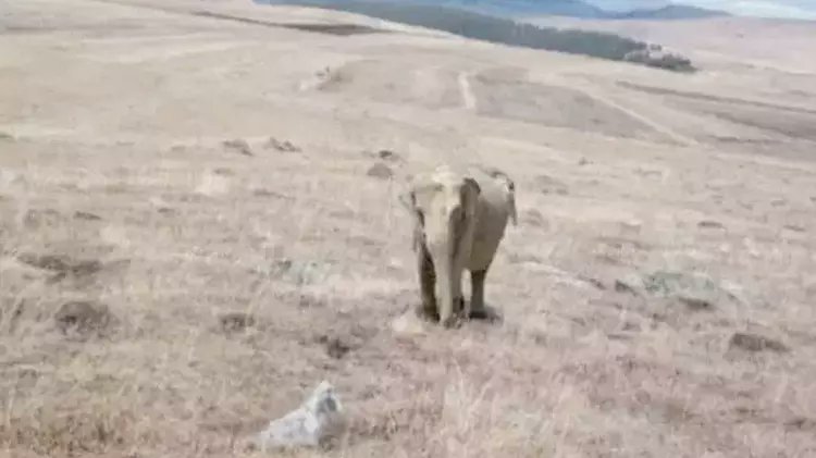 bpthaber's tweet photo. Ardahan'da bir çobanın karşısına aniden bir fil çıktığını iddia edip sosyal medyada fotoğrafını paylaşması üzerine, Jandarma bölgede fili aramaya başladı.

Kayıp fili arama çalışmaları sürüyor. https://t.co/PHQO4yU2HI