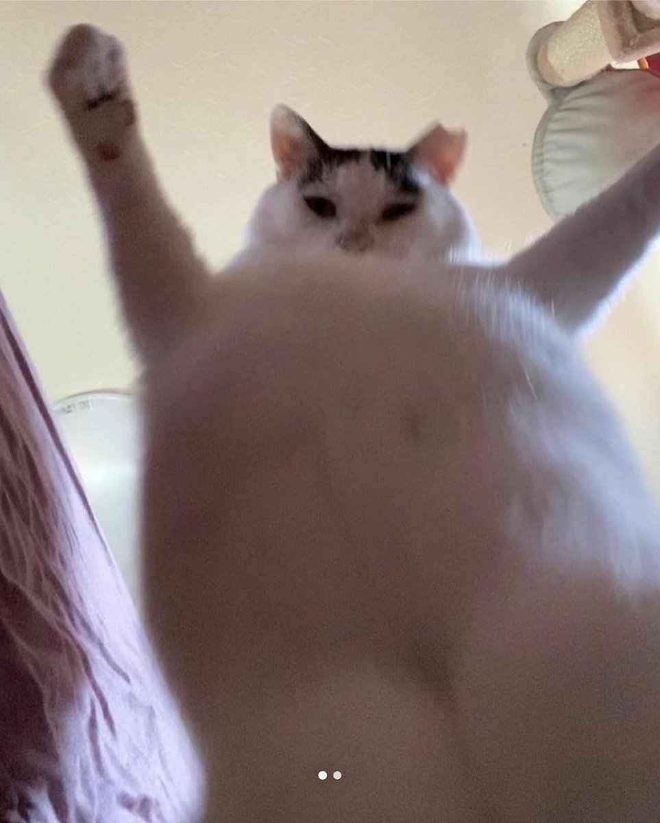 contents that ll heal your depression 🌻 (@catshealdeprsn) on Twitter photo 