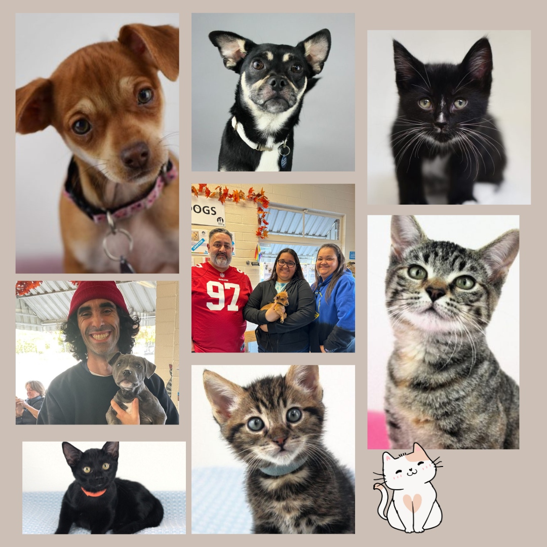 Congratulations to the adopters of Sierra, Foil, Alderaan + Tatooine, Jez, Kipper, Epee, Judeau, Ms. Peacock, Colonel Mustard, Frederick, Mermaid, Casca, Gracie, Sabre, Princess Lolly, Mr. Green, Cosmo, Professor Plum, Sammie, Daffy for finding love!