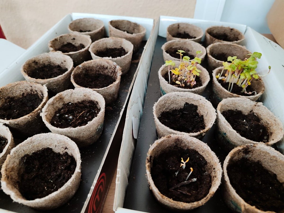 CeipFeliu's tweet photo. Queremos agradecer a las familias que nos han ayudado a adecentar nuestros bancales. En breve el huerto recibirá las primeras plantas.

Una vez sembradas las semillas en clase tendremos que esperar que surjan los primeros brotes para ir transplantando.

#Ecoescuela https://t.co/lcXfTydflI