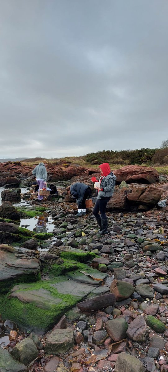 SPTA_HS's tweet image. Day 2 of Advanced Higher Biology investigations on the exposed shore 🪨🐚🦐Very productive day for gathering samples 👏@clydebankhigh #exposedshore #randomsampling #barnacles