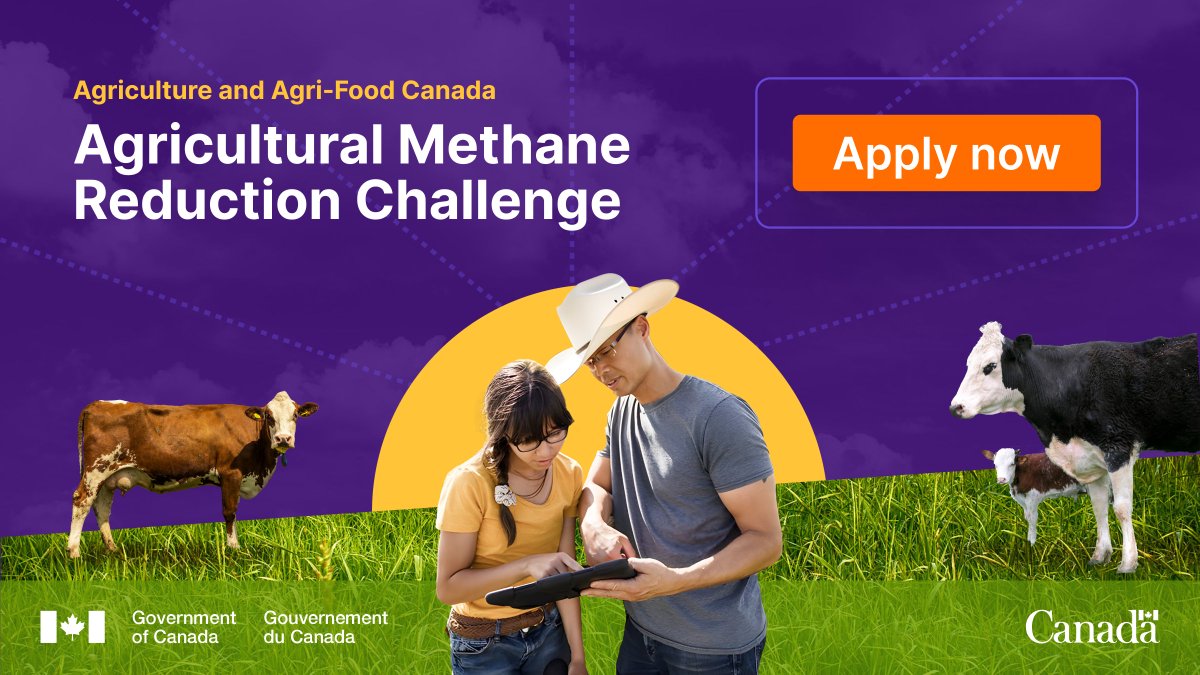 🚨 NEW CHALLENGE ALERT! 🚨 Through the Agricultural Methane Reduction Challenge, @AAFC_Canada is looking to advance innovative, scalable, and low-cost solutions to help reduce enteric methane #emissions from the cattle sector 🐄 To apply: ow.ly/jBXM30sxZiB