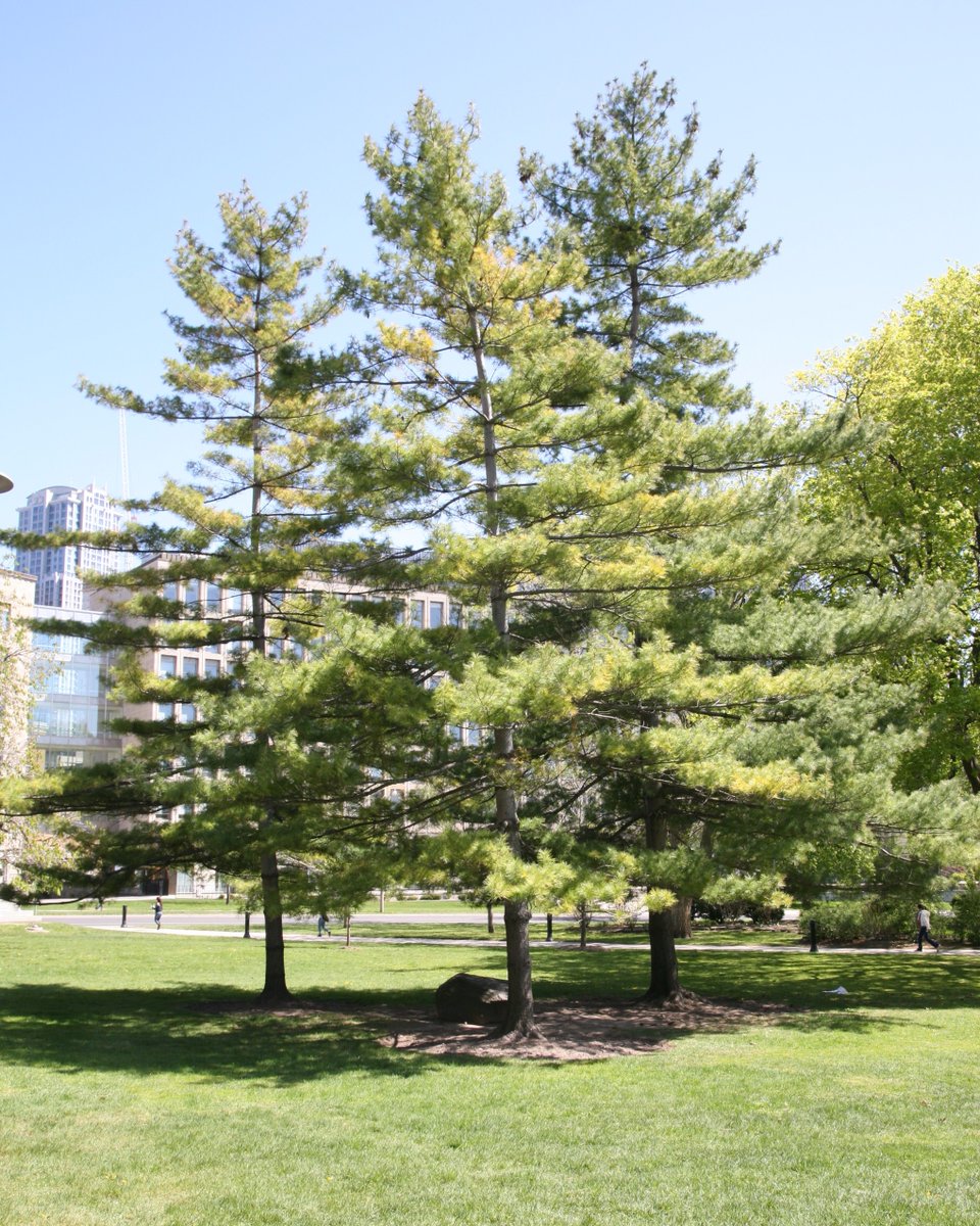 #DYK - In 1984, the Eastern White Pine became the official tree of Ontario. Found throughout the province, these trees are the tallest in Ontario and can live over 250 years and represents the province’s vast forests