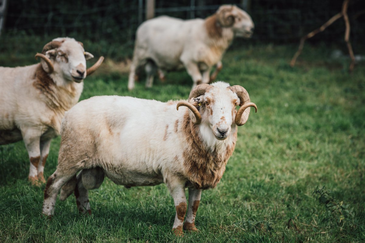 Swydd Rheolwr Fferm efo ni! Gyrrwch neges os ydych am fwy o wybodaeth: tinyurl.com/3yu2wede Rhannwch ogydda

Farm Manager role with us - apply! Send an email or DM if you have questions: tinyurl.com/ymm75ntz Please share