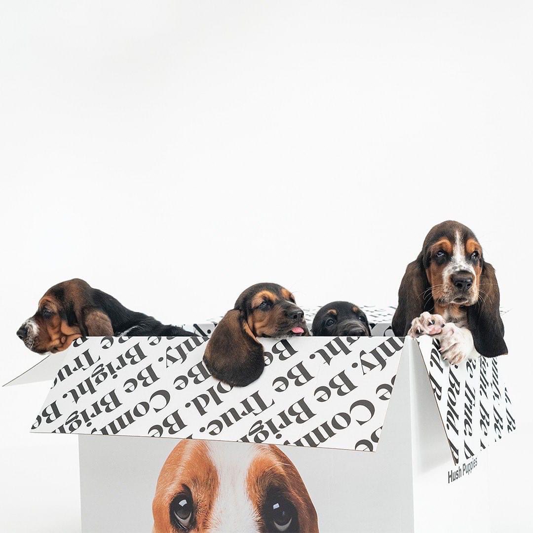 HushPuppiesAf's tweet photo. It's irresistible cuteness-fresh from the box! 🐶

#Hushpuppies #HushpuppiesAf #BetterAndBrighter #TheBodyShoe #healthy #healthystyle #wellness #lifestyle #detoxlife✨

#HushPuppiesShoes #HPShoes #ShoesAf #HPBrightSide #Footwear #Fashion #CelebrateComfort #NewArrivals #fall https://t.co/Vm6zUJDmzb