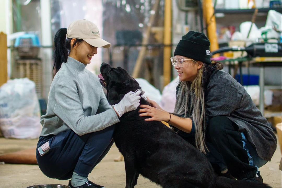 thinkaboutzy's tweet photo. After a few years of not being able to visit our furry friends due to the situation, we’re finally back to our old routine. It’s always fun to do some volunteer works with Jeongyeon unnie. https://t.co/dzLFrIVTqj