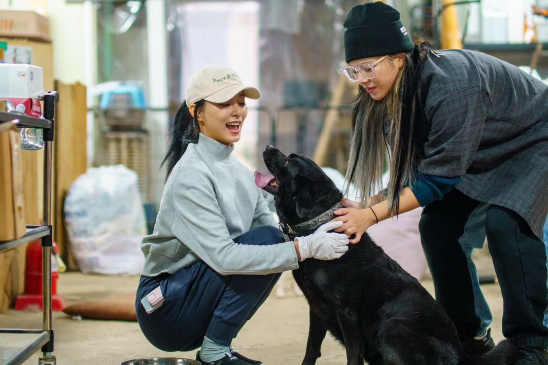 thinkaboutzy's tweet photo. After a few years of not being able to visit our furry friends due to the situation, we’re finally back to our old routine. It’s always fun to do some volunteer works with Jeongyeon unnie. https://t.co/dzLFrIVTqj
