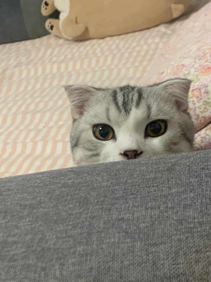 iRunDisMixtapes's tweet image. cute little guy