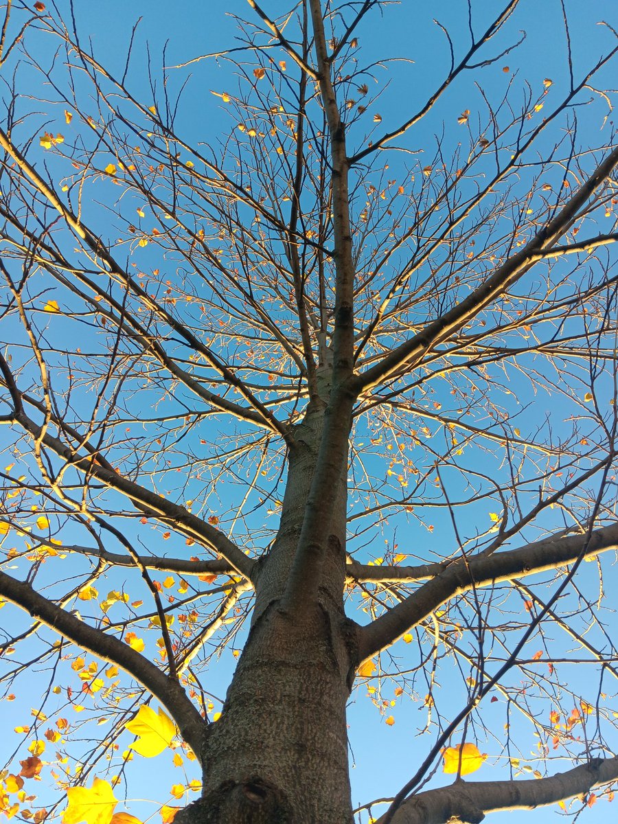 My 11yo was out walking our dog. She came back and asked if she could take a photo of a beautiful tree. I love that she sees beauty in the natural world around her. 🍃 🍂
