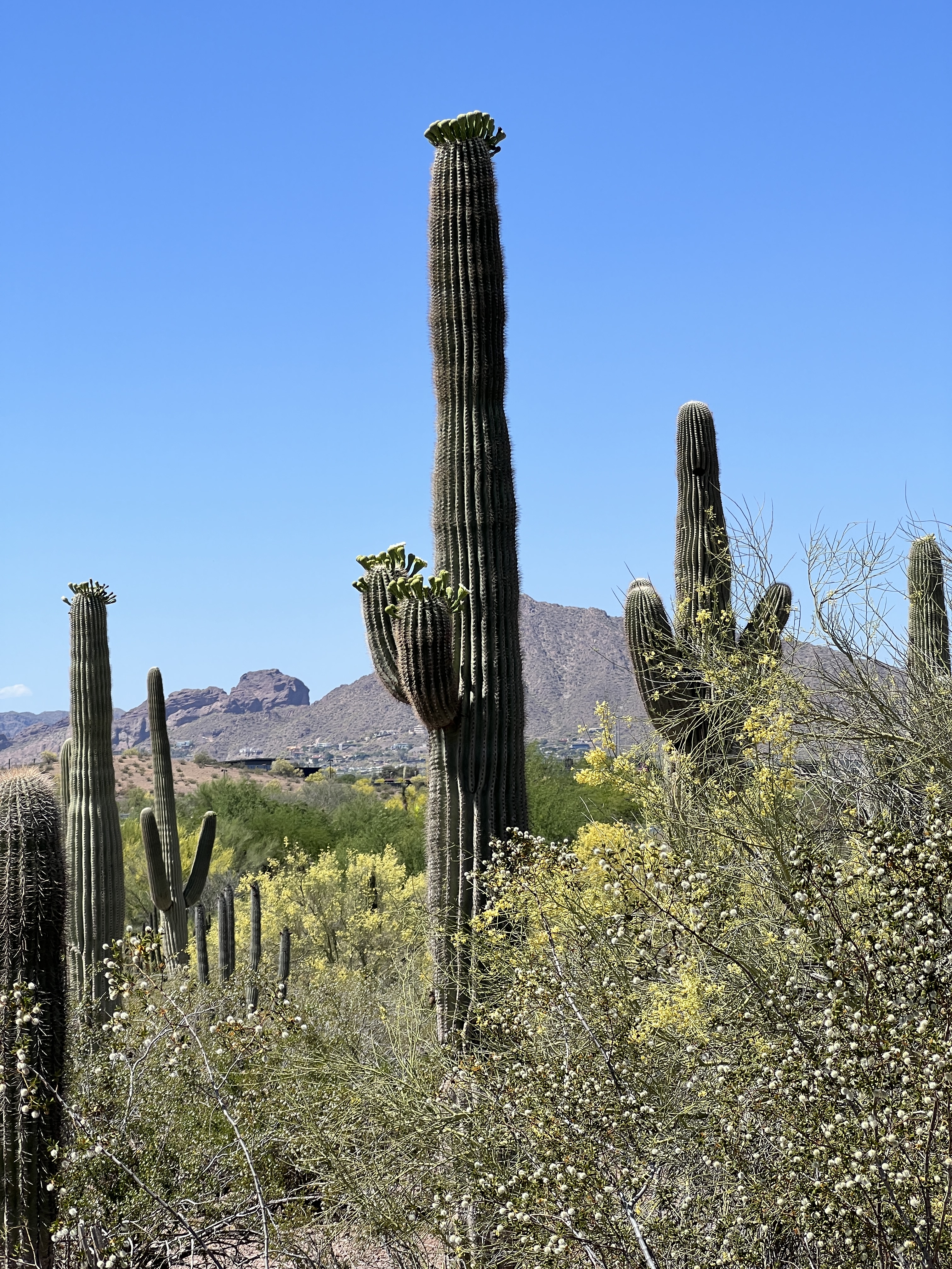 The Saguaro Cactus - A Natural History