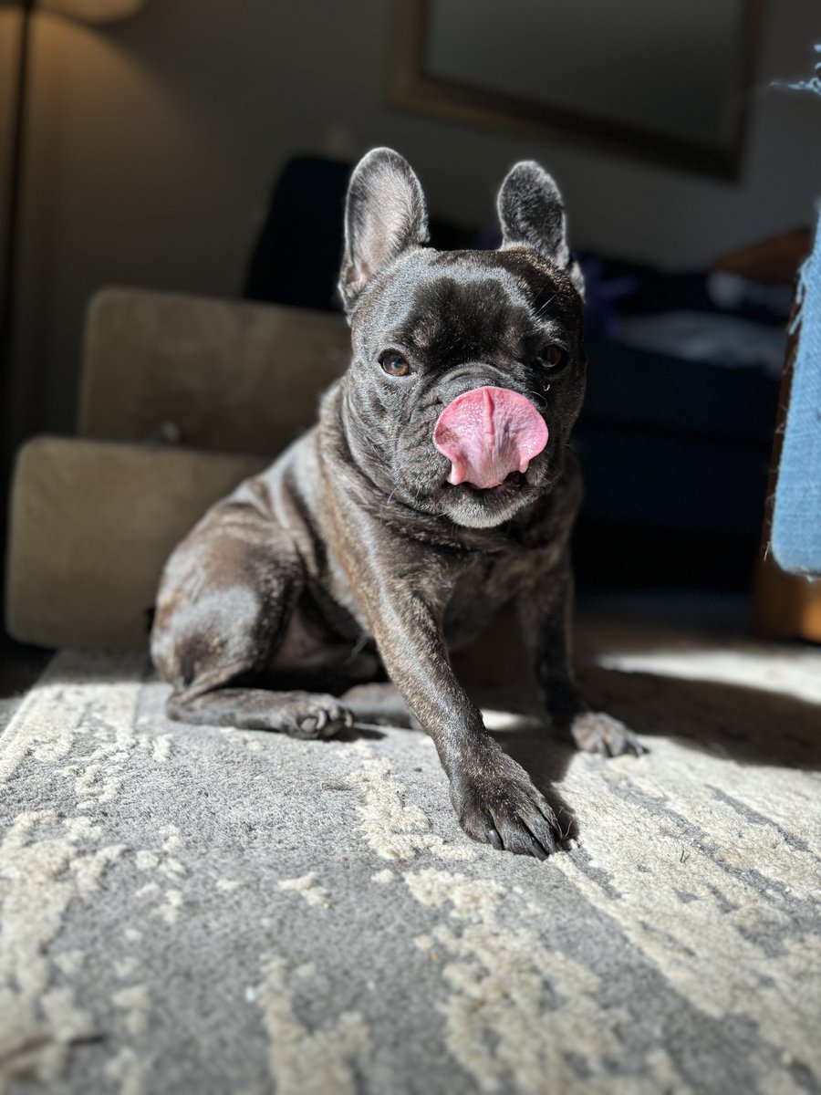 Just discovered my dog’s onlyfans…