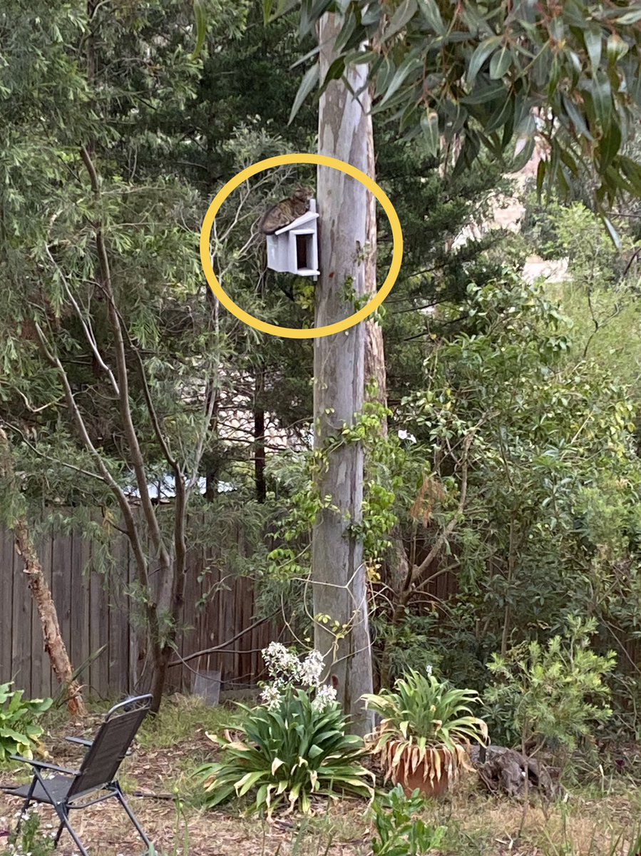 MondayStory's tweet photo. This is not what we were hoping to attract when we installed nest boxes 😠 https://t.co/ibNW5bJOPi