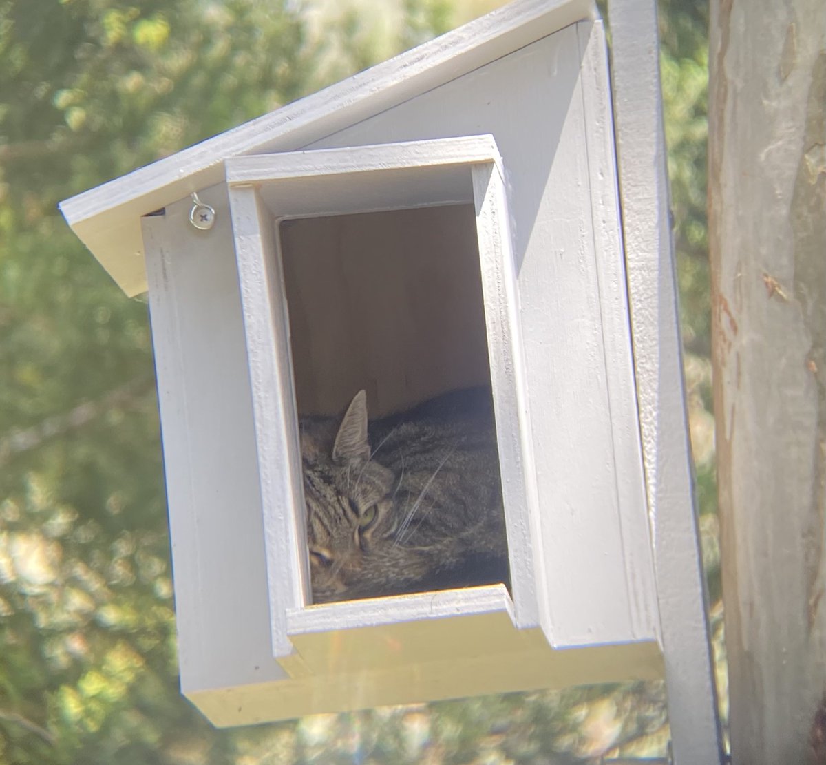 MondayStory's tweet photo. This is not what we were hoping to attract when we installed nest boxes 😠 https://t.co/ibNW5bJOPi