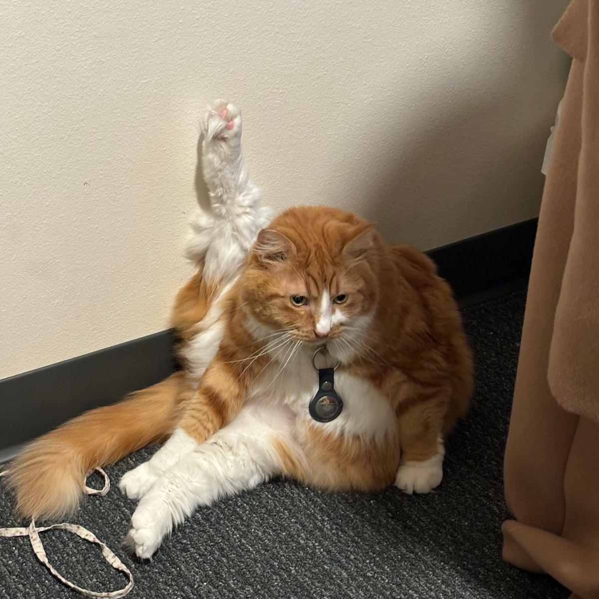 saecidal's tweet image. Timeline cleanse, i'll post garfield