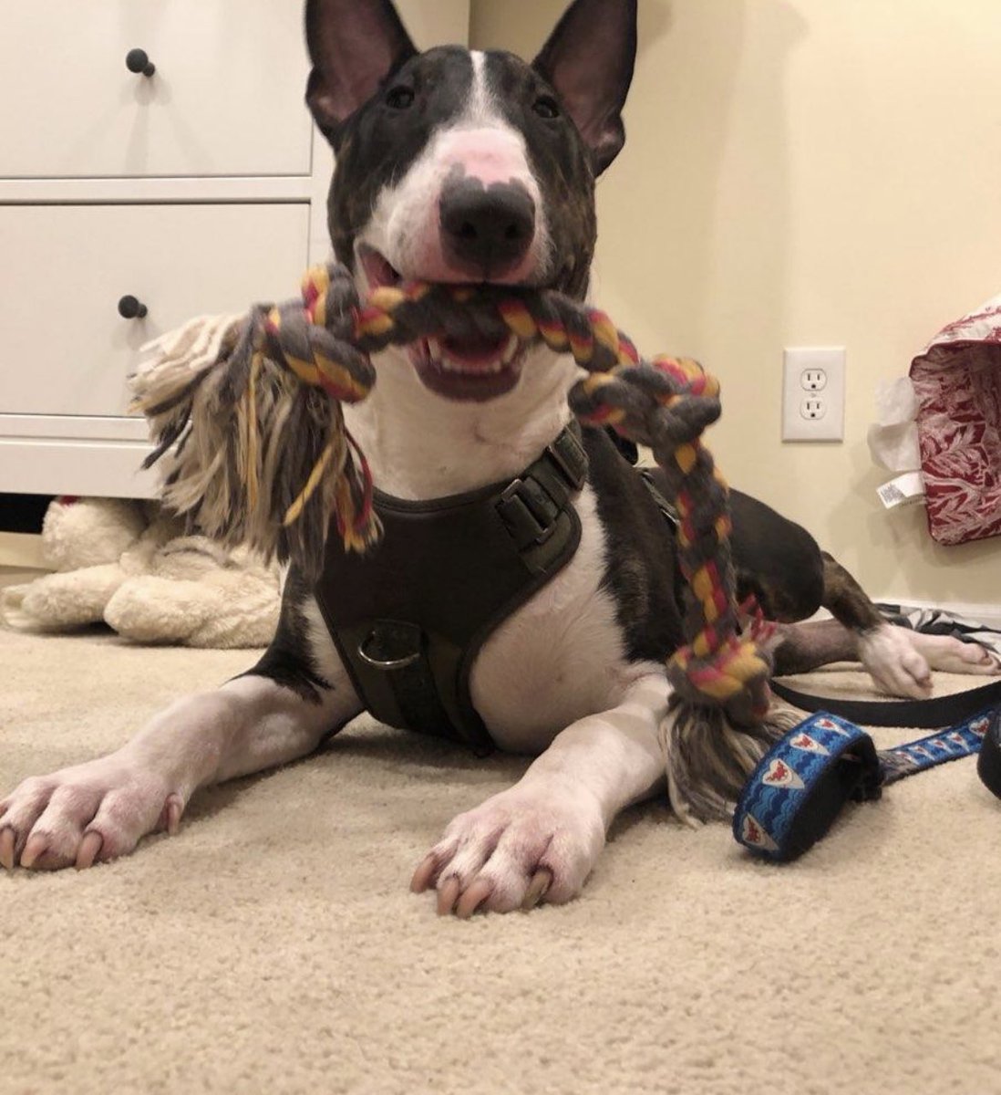 OliveAndEverton tweet media