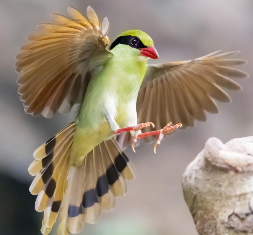 BirdsChina's tweet photo. Guess the name of the bird🥸 
#birds #nature #photos #LovelyBirdsInChina https://t.co/CtvWxfx0nK