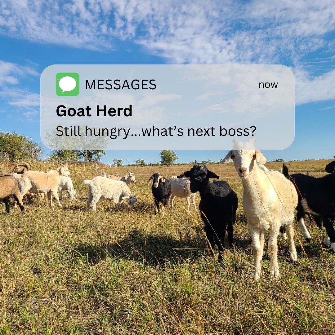 Goats are constant grazers, always seeking their next meal, making them the ideal choice for tackling invasive and nuisance brush!

Link:👉️ goatsonthego.com

(📸Goats On The Go® Wichita)

#goatgrazing #goatrental #targetedgrazing #prescribedgrazing #goats #goatsonthego