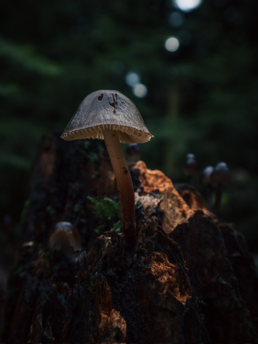 Mushrooms are nature's tiny umbrellas 🍄☂️

#mushroom #mushrooms #nature #NatureBeauty #NaturePhotography #naturelovers #NaturePhoto #naturelife #macro #macrophotography #photography #smallworldlovers #small #closeup #forestofdean #forestryengland #forest