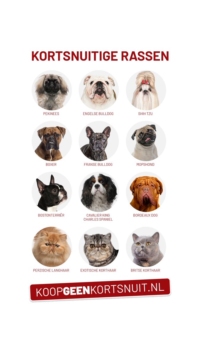 DierenLot's tweet photo. Koop geen kortsnuit! Maar welke dieren zijn dan kortsnuitig en kunnen daar extreem last van hebben? Let op bij deze rassen https://t.co/loAL9VjbCe