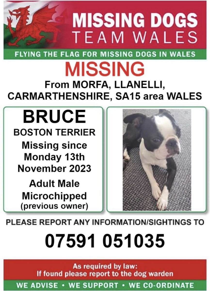 ‼️BRUCE MISSING FROM MORFA AREA #LLANELLI #CARMARTHENSHIRE #WALES 
#BOSTONTERRIER 
SINCE MONDAY 13/11/23 
PLEASE CALL THE POSTER NUMBER IF SEEN ⬇️⬇️⬇️