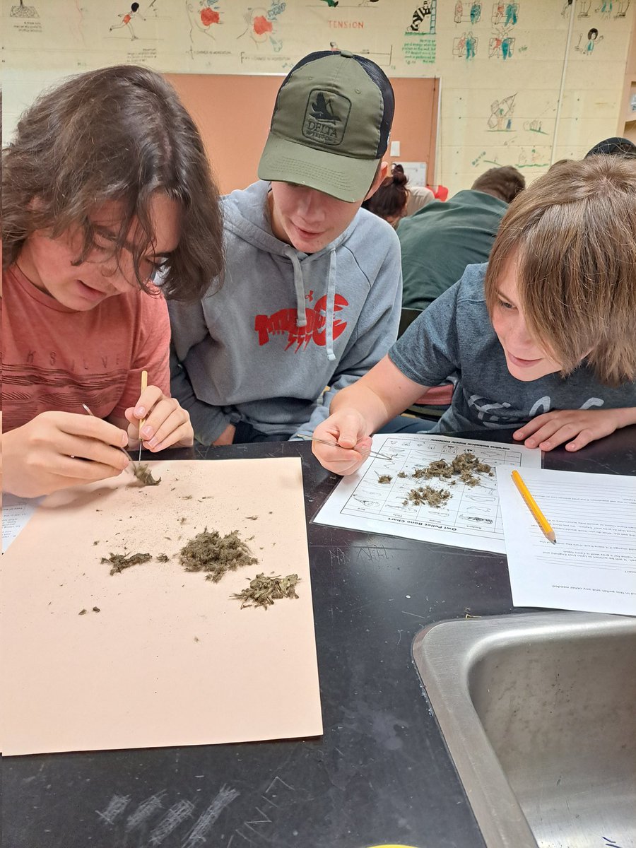 MrSimpsonMath's tweet photo. Science 10 students from @EasternShoreDHS were in the lab today to start dissecting and analysing owl pellets. #owlpellets #Science https://t.co/J7ajogpypx
