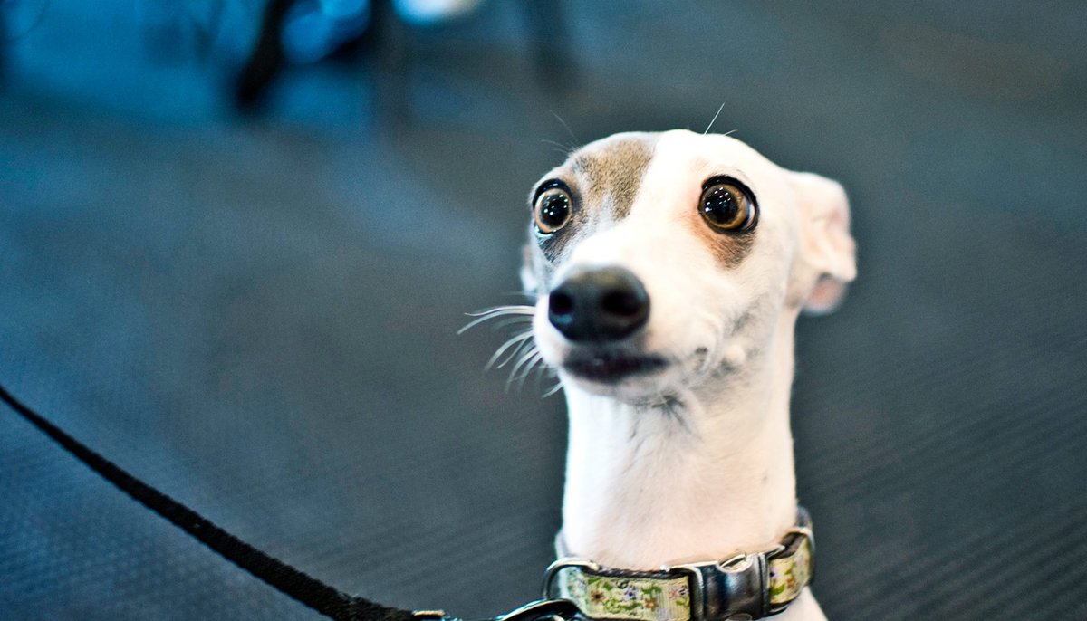 jpreciadorubio's tweet photo. Si tienes un PERRO cerca, míralo

Porque, ya sea un chihuahua o un San Bernardo, ya sea callejero o tenga más pedigrí que la duquesa de Medinaceli, lleva con él uno de los más grandes enigmas de la #etimología del español:

Porque (casi) no tenemos idea del origen de su nombre 👇 https://t.co/ngsjrRKQou