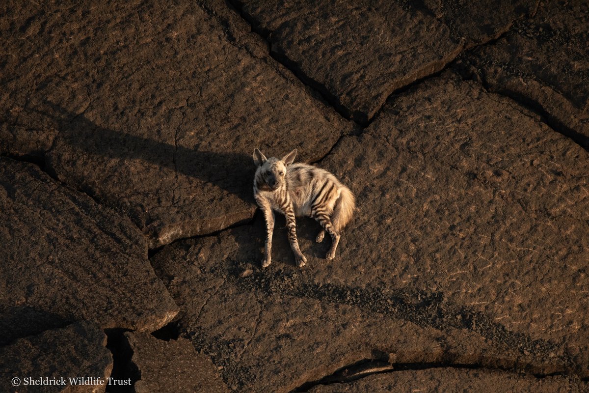 SheldrickTrust's tweet photo. Our pilots are lucky to glimpse spectacular sightings as they undertake aerial patrols over Tsavo. A favourite of September? A striped hyena soaking up the morning rays on a black lava flow in Tsavo West. We’ve shared more sightings from the skies: https://t.co/6sOR9IspA6 https://t.co/eEDH4Y7LAB