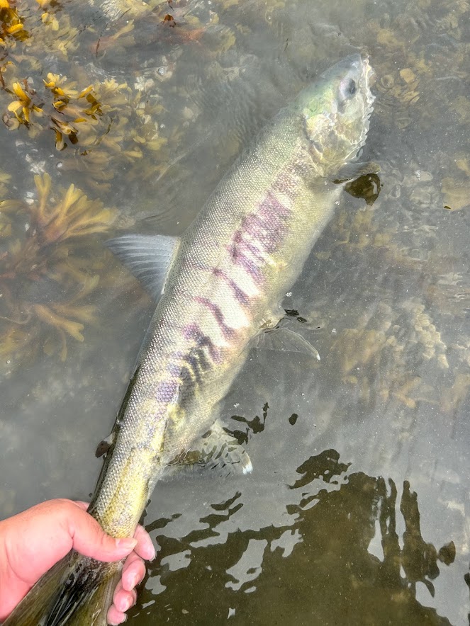 some pics of the last 4 months in Juneau. Not pictured: lots more fish and countless hours in R :)