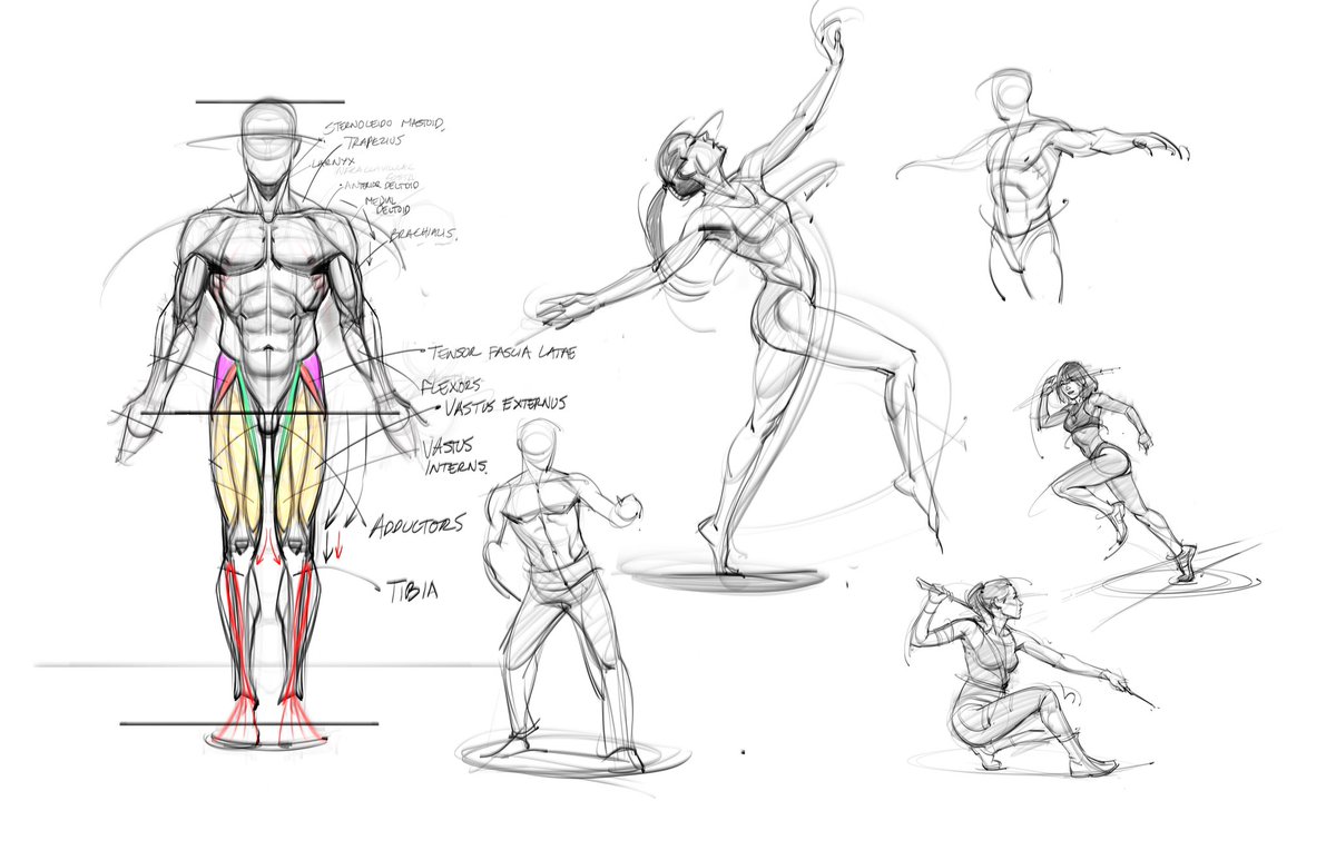 Gesture drawing! Art notes from Animschool class. #doodle #gesture #figuredrawing #gesturedrawing #lineart #art #muscles #sketch