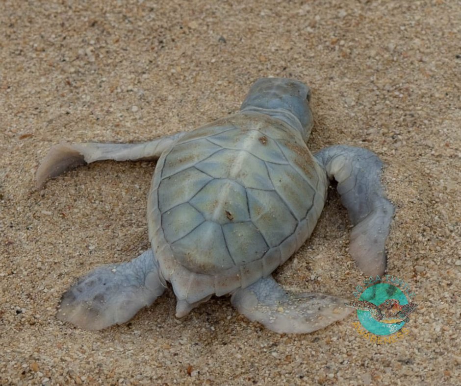 How blessed were we to find this rare albino green sea turtle. It is estimated that the albino trait happens at a rate of less than 1 in every 100, 0000 sea turtles.  #albinoseaturtles  #seaturtleconservation #saveantiguasseaturtles #greenseaturtle #savetheturtles #antiguanice