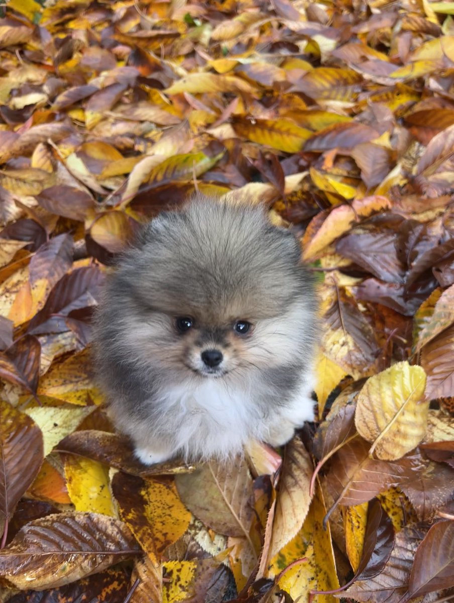 AmyyyBaldock's tweet photo. The newest addition to the B Forbes family…Peach 🍑 #ThreePeasInAPod @ParaBrian1 https://t.co/QwNJhq9CJj