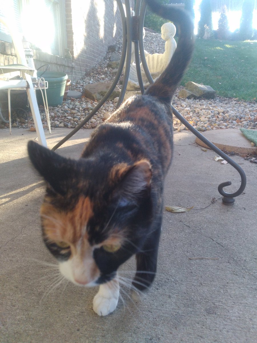 JoeBang6993's tweet photo. Look who came to visit ๐
#MsKitty https://t.co/zKJt7gbVtC
