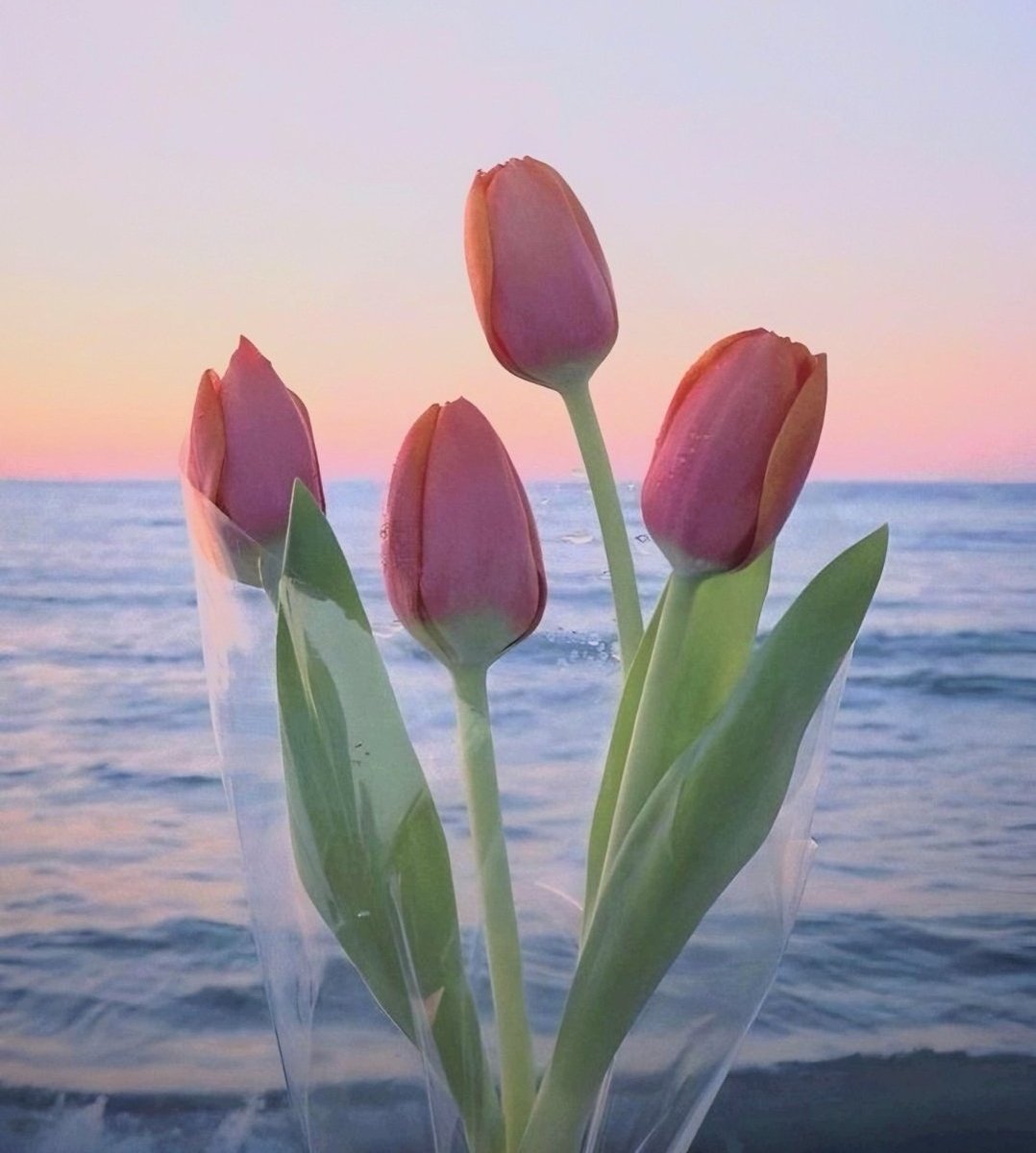 Exulansista's tweet photo. pink tulips or pink roses? https://t.co/LBBz2koCIV