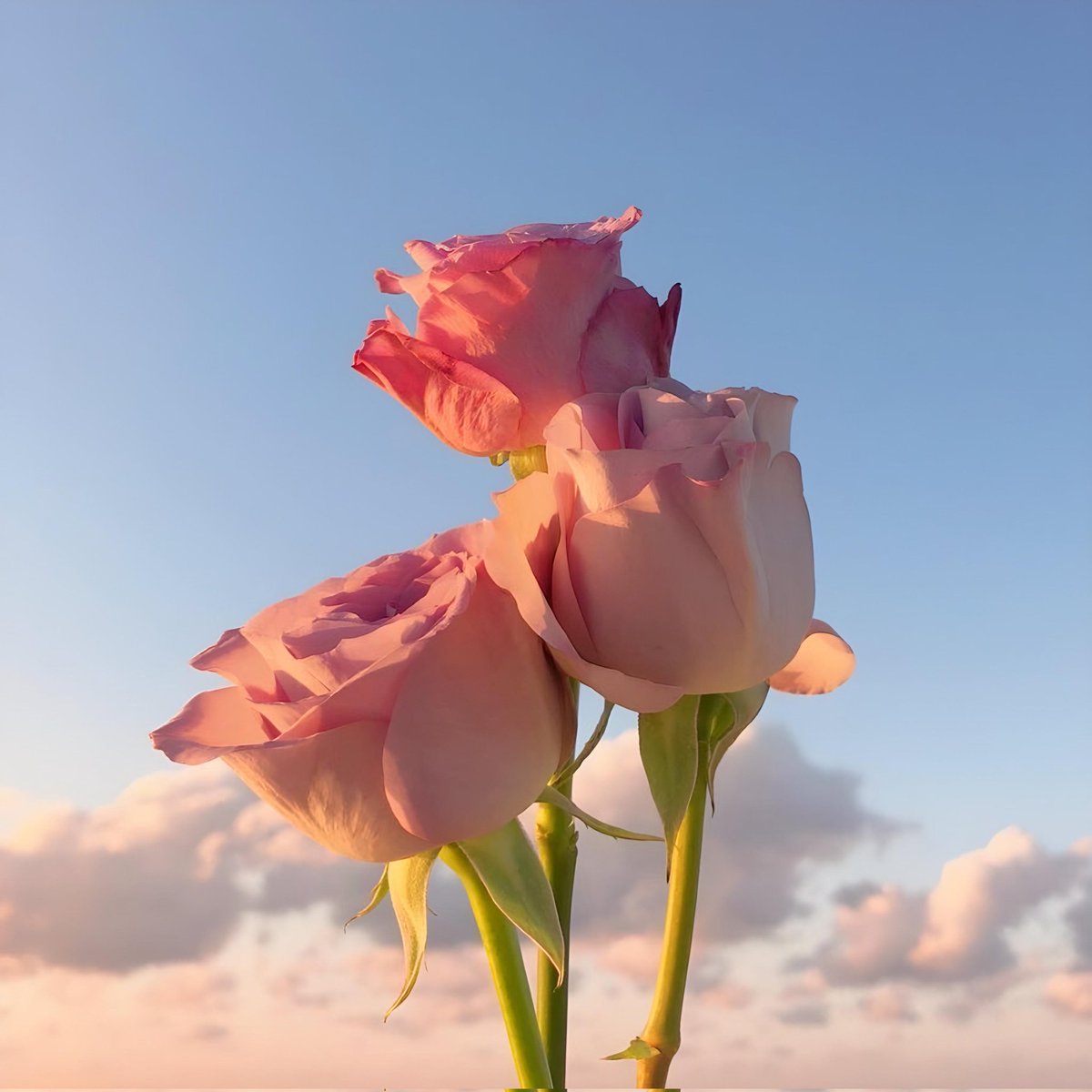 Exulansista's tweet photo. pink tulips or pink roses? https://t.co/LBBz2koCIV