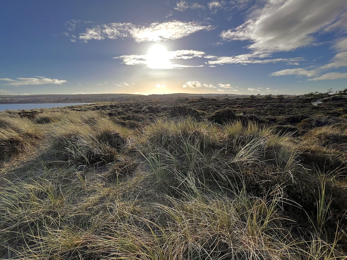 DunlopPhoto's tweet image. #Autumn light on the Dunes at #Studland Beach #Dorset @VisitDorset @nationaltrust 😎