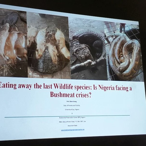 Day 2 of the inauguration and training of atlantic humpback dolphin guardians at the biodiversity preservation center, Uyo, Akwa-Ibom State, Nigeria. #wildlifeconservation #atlantichumpbackdolphin #EndangeredSpeciesAct #endangeredspecies