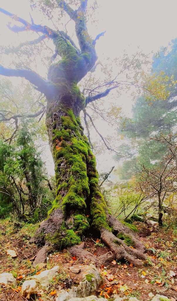 MeteoHellin's tweet photo. ⛰️🍁😍Pasear por el Calar del Mundo siempre es una delicia. En otoño cobra aún más belleza si cabe, dada su gran variedad de caducifolios (robles, arces, avellanos, etc) y su humedad siempre rebosante. #SierraDeAlcaraz #SierraDelSegura #Albacete #meteoAB

© @sebasaroca https://t.co/42BnfKH8eE