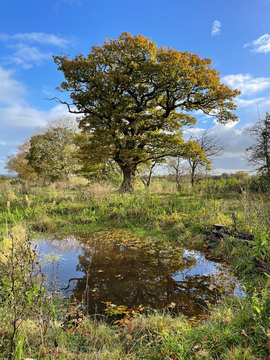 GreenAcres_Farm's tweet photo. We dug out this little pond in Feb before planting a new wood a round it and it’s been teeming with life and giving us huge pleasure ever since - it cost nothing and has been one of the highlights of 2023 #digapond https://t.co/L3PBXmHU5E