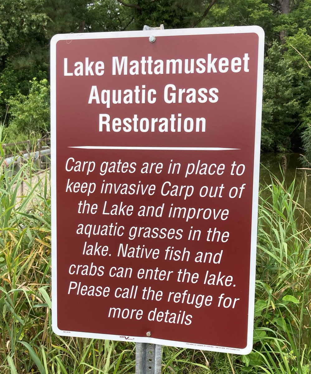 Cheers to the 2nd Anniversary of the Bipartisan Infrastructure Law! Check out this story of Lake Mattamuskeet - a perfect example of how bipartisan efforts are reviving ecosystems & preserving our natural heritage: ow.ly/IfCB50Q7FBQ 📸 USFWS