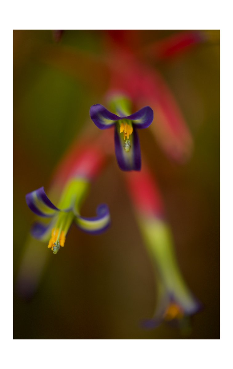 Chad_Edwardz's tweet photo. A few macro shots of the beautiful looking Queen's Tears (Friendship plant/Bromeliad etc...)
11.13.23
Fairhope, AL
.
.
#nikon #queenstears #billbergia #macro #fairhope #alabama #picturethis https://t.co/OHExs56v64