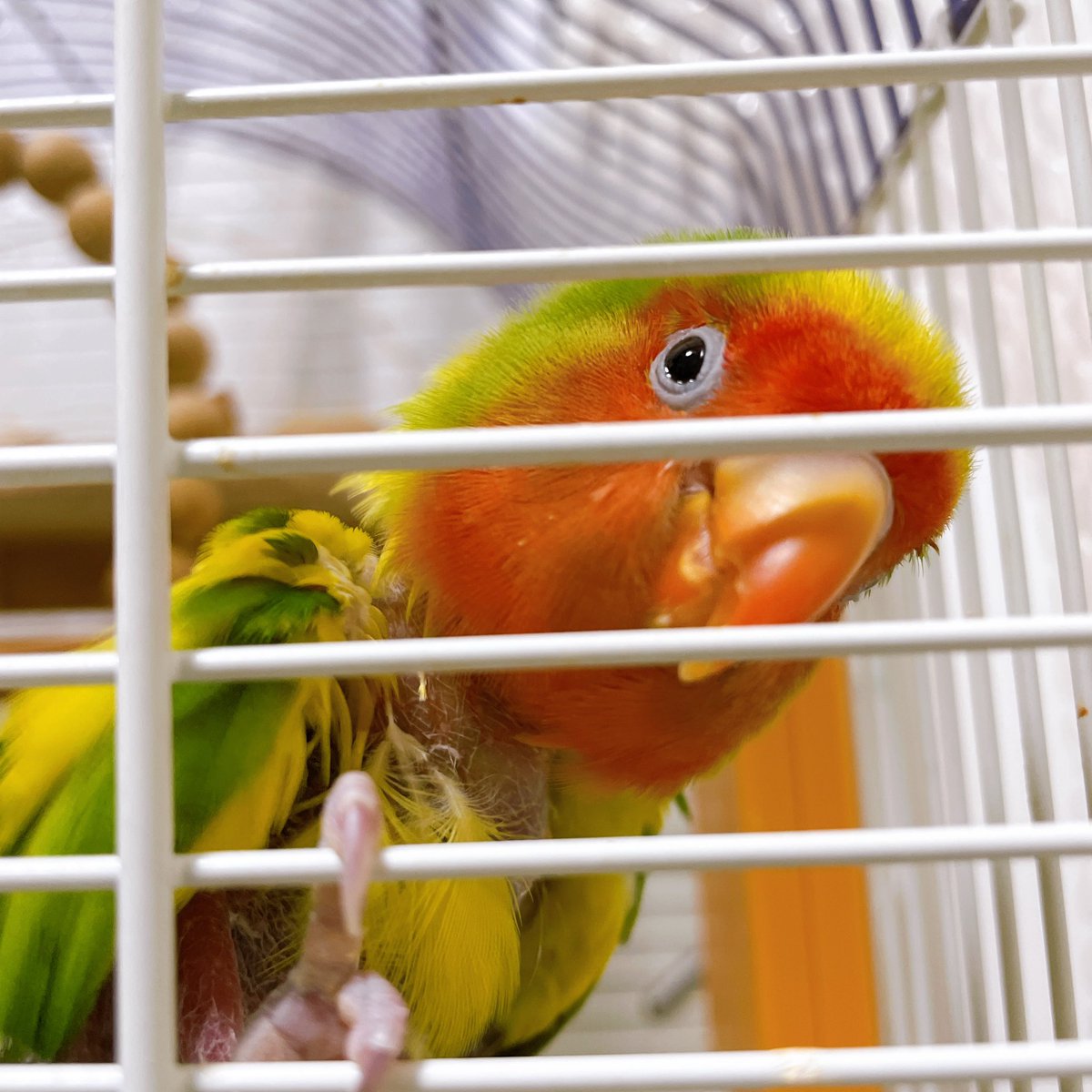 まきもっこ💛🧡💚 tweet media
