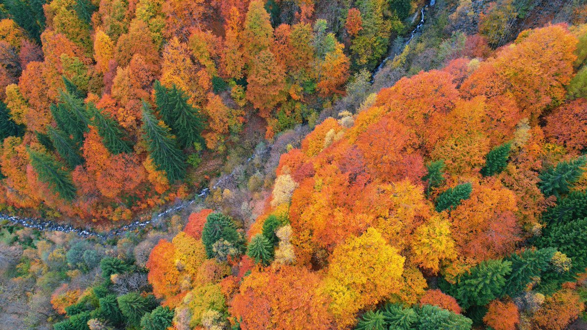 A bit of autumn in Northern Italy 🍁🍂