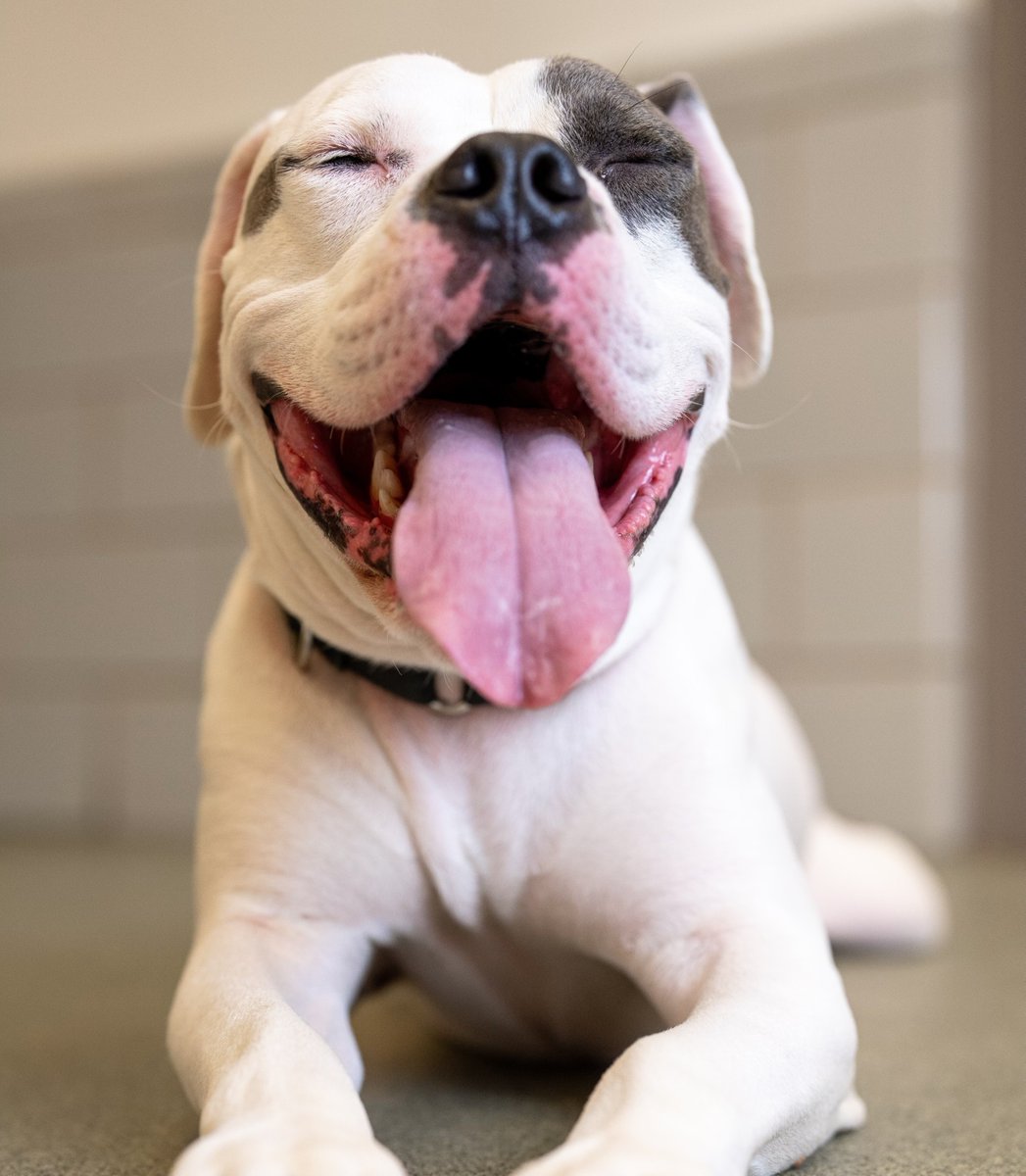 Sadly, Elvis is the only dog that didn't find a home during our Fall in Love adoption event.  This 3-year-old is potty-trained, crate-trained, and also knows how to sit and lay down on command. Help us find Elvis his forever home! #adopt
 
adopt.adopets.com/pet/9ae4db74-3…