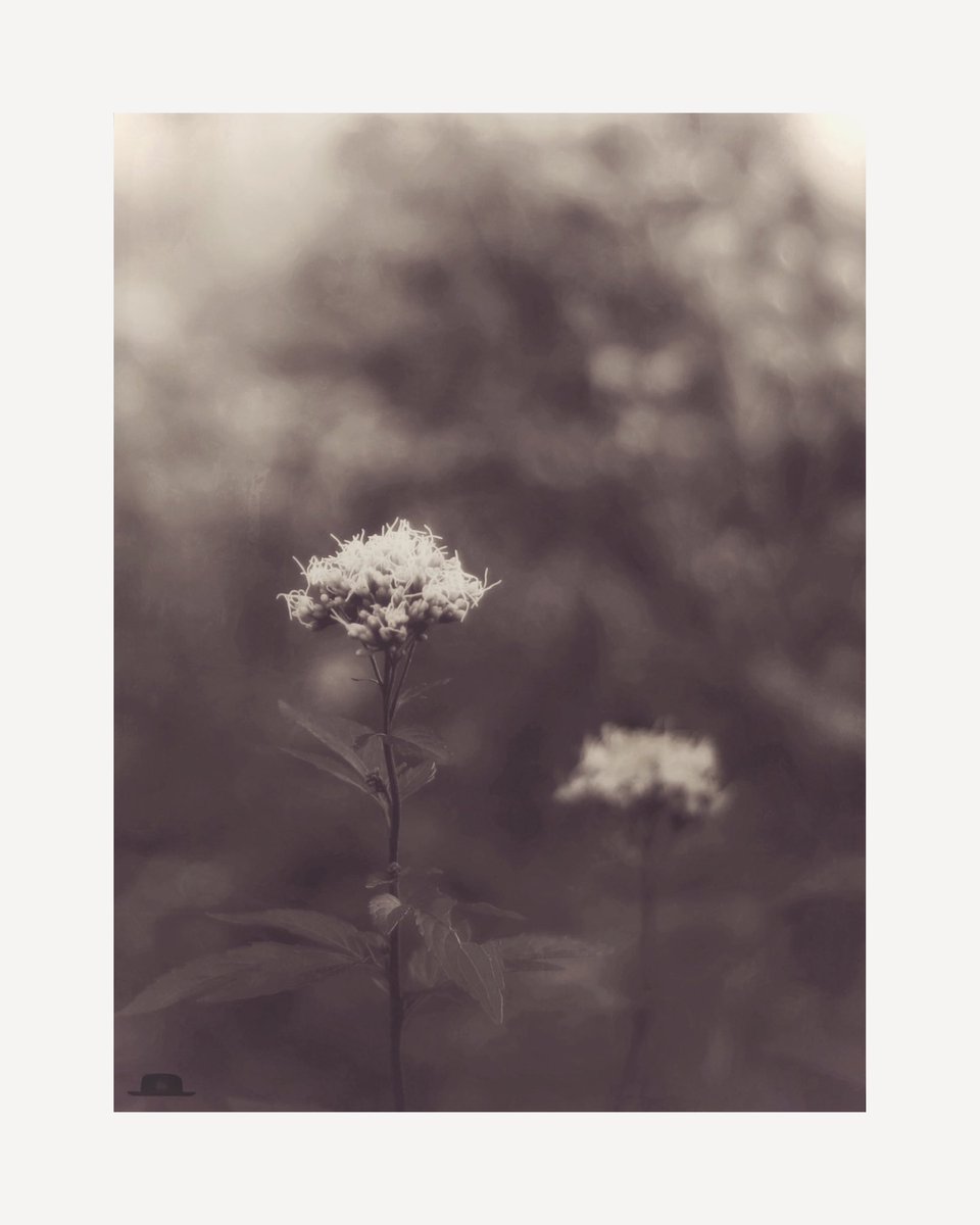 Cold early morning

I felt relieved 
when I saw the flowers

#photography #flowers