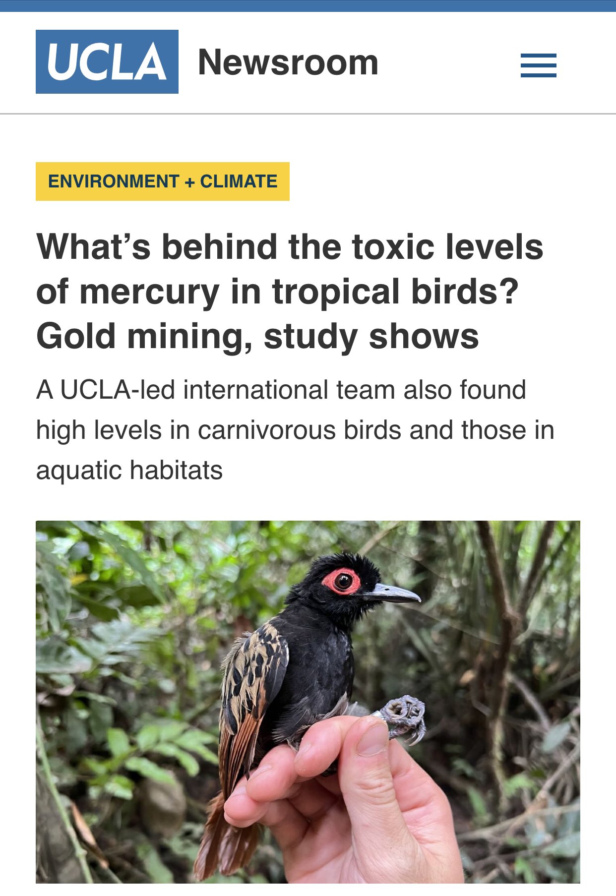 What's behind the toxic levels of mercury in tropical birds? Gold